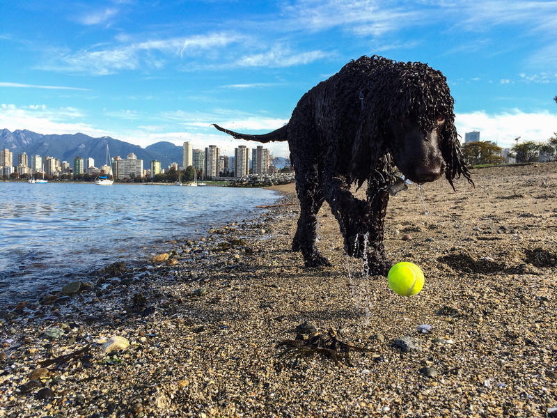 beach, tennis ball, water spaniel, sports equipment, sport, motion, doglover, water, ball, mountain, canine, cloud - sky, day, oceanview, cityscape, fetch