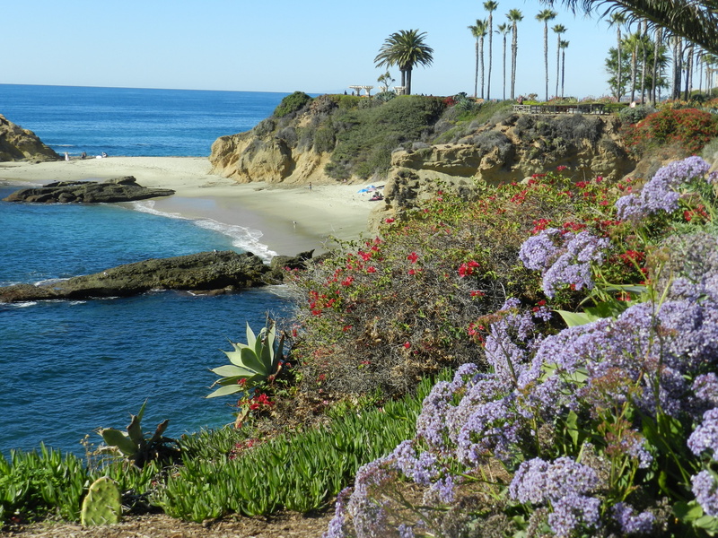 tranquil scene, sea, flowering plant, outdoors, flower, plant, 4K, beauty in nature, nature, horizon over water, rock - object, rock, laguna beach, Ocean