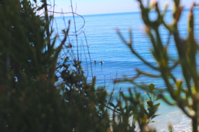 sky, branch, california, growth, surfing, plants, animal wildlife, water, animals in the wild, horizon over water, ocean, horizon, 5K, nature, dakine