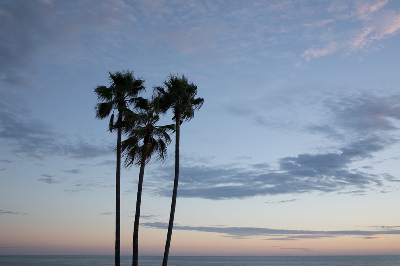 nature, heisler park, trunk, beauty in nature, scenics - nature, no people, laguna beach, water, palm tree, palm trees, growth, three trees, sky, tropical climate
