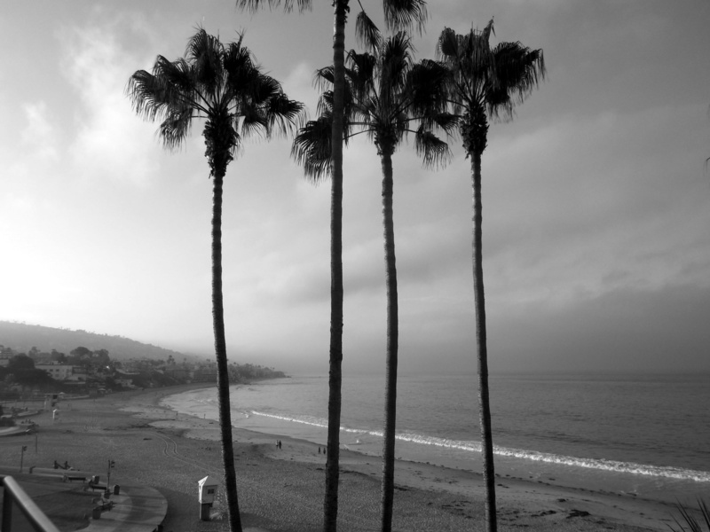 view, b and w, black and white, tree trunk, tree, vista, tropical climate, sea, water, coast, beach, tranquility, cloud - sky, horizon, 2K, palm tree