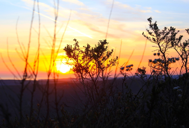 cloud - sky, sunset, yellow, no people, sky, nature, plant, orange color, romantic sky, trees, non-urban scene, sun, top of the world, growth, beauty in nature
