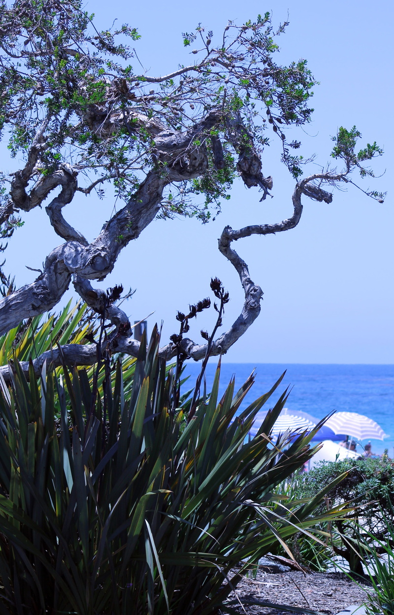 plant, sky, sun, green, branch, summer, scenics - nature, beauty in nature, vacation, 4K, growth, laguna beach, blue, tranquility, tree, beach, california