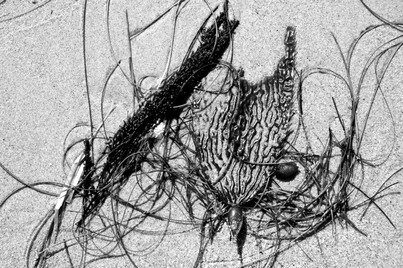2K, tree, animal, arid climate, abstract, high angle view, wood - material, black and white, day, united states, one animal, textured, tide, dry, coast