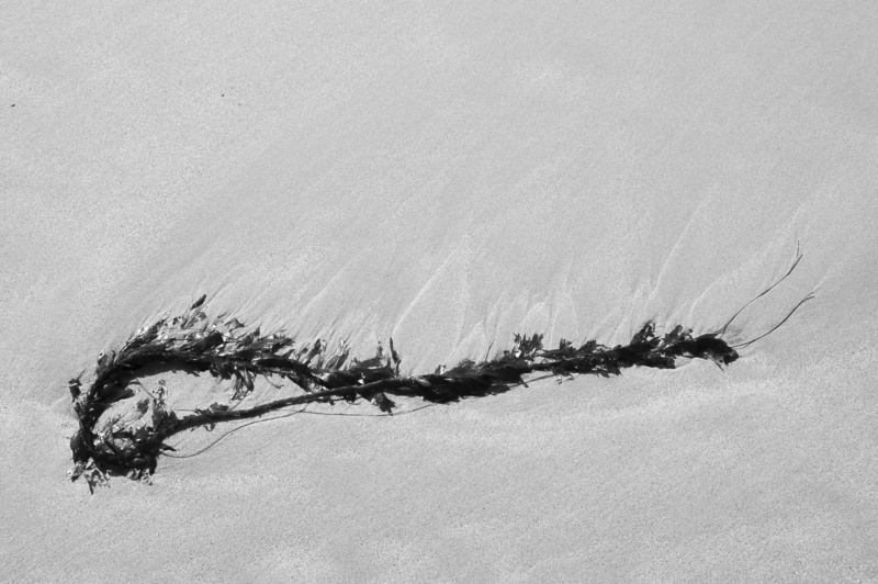 non-urban scene, scenics - nature, tide, california, sea, copy space, sky, land, outdoors, branch, flotsam, remote, 2K, crystal cove state park, idyllic