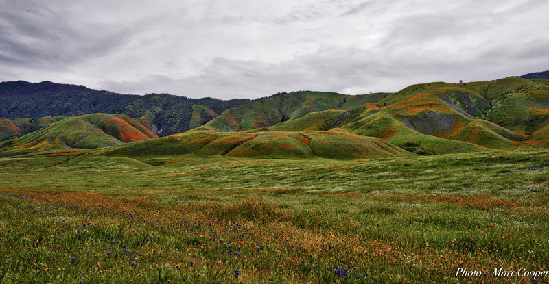 orange, green hills, outdoors, meadow, bloom, hdr, mountain, grass, nature, bakersfield, skies, nikon  d810, fields, landscape, hill, wildflowers, pasture