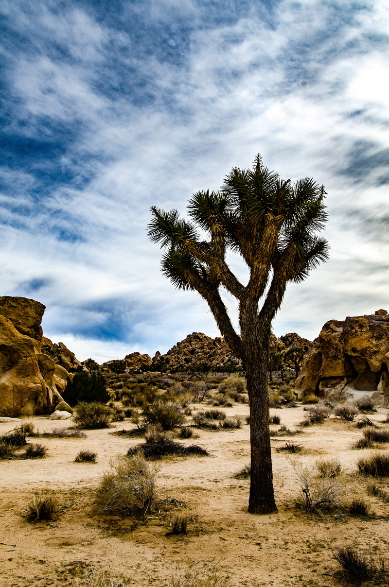 semi-arid, solid, beauty in nature, united states, arid climate, cloud - sky, southern california, tree, environment, land, sky, national park, tranquility