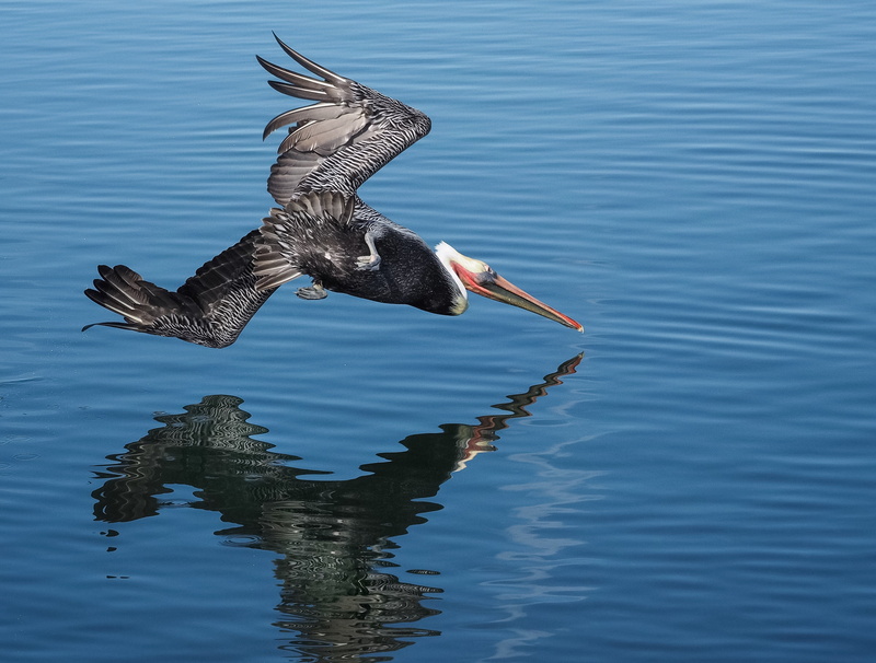 2K, Pelecanus occidentalis, body of water, nature, feeding, pelican, pelicans, bolsa chica ecological reserve, flying, bird, animal, wildlife, southern california