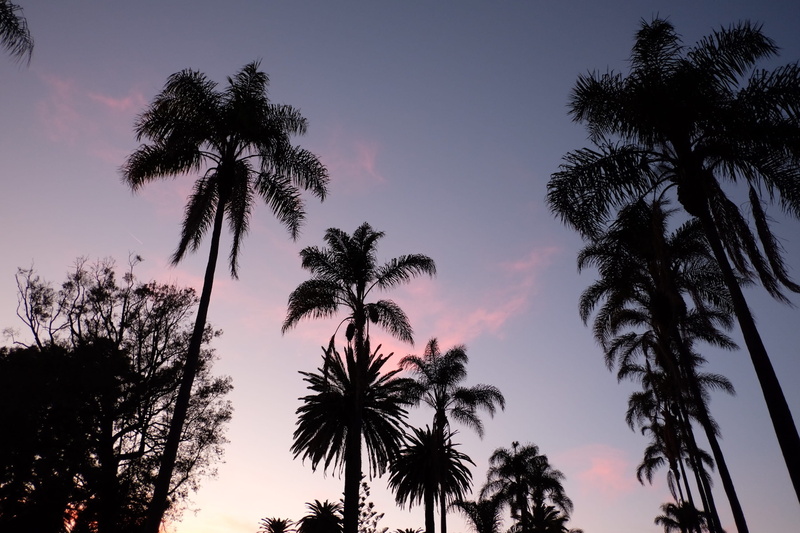scenics - nature, outdoors, no people, growth, sky, united states, southern california, california, tranquil scene, palm trees, palm tree, purple, palm leaf