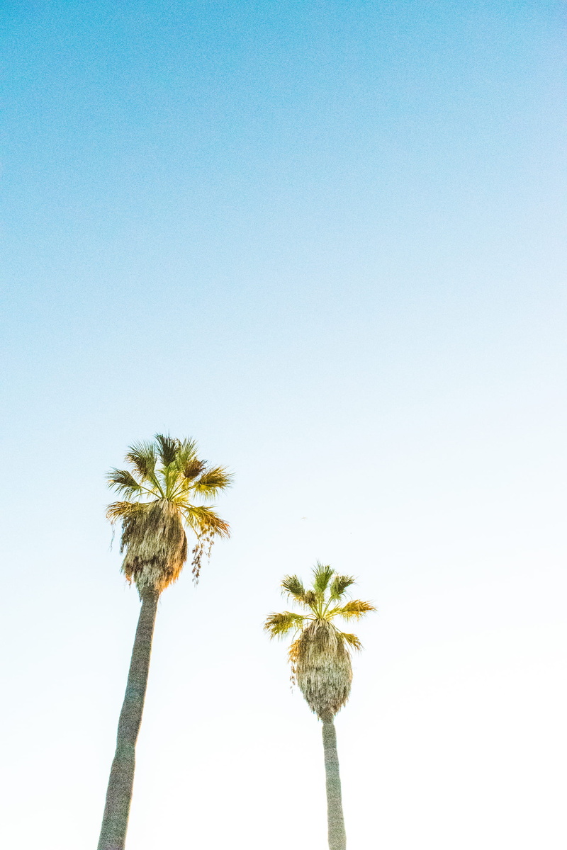 tropical tree, southern california, los angeles, blue, beauty in nature, sunny, good, palm leaf, tropical climate, tranquility, california, outdoors, growth