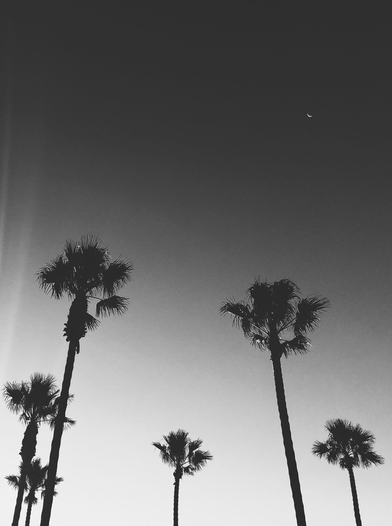 tree, growth, nature, moon, no people, sky, beauty in nature, 2K, tropical climate, newport beach, silhouette, day, low angle view, united states, trunk