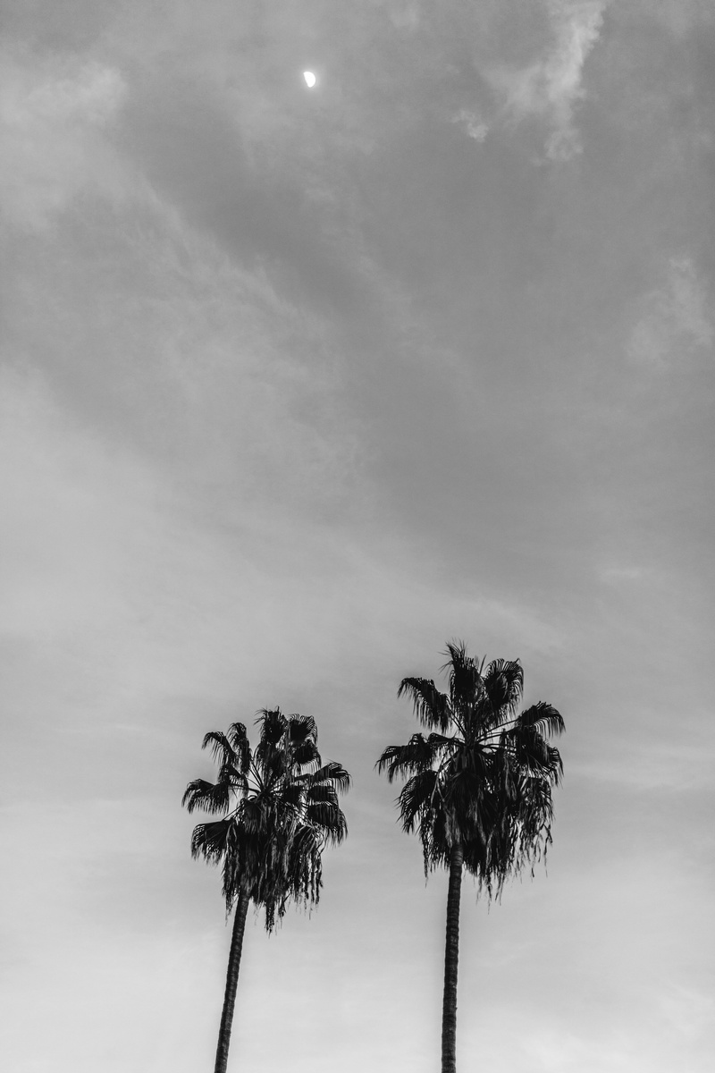 trunk, southern california, coconut palm tree, treetop, growth, beauty in nature, tree trunk, los angles, tropical tree, black and white, day, nature, palm leaf