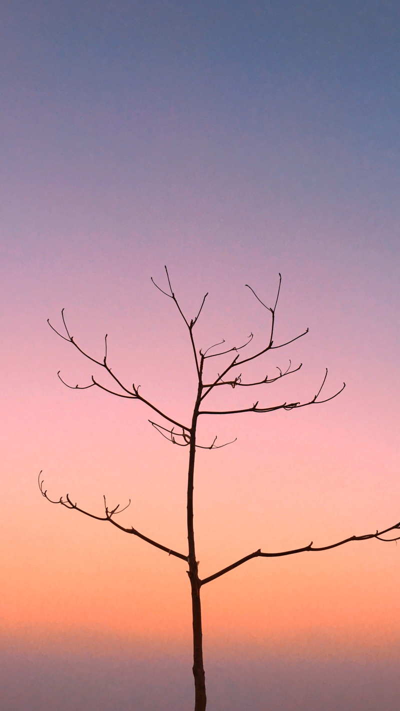 tree, branch, silhouette, bird, tranquil scene, 4K, animal, sky, plant, beauty in nature, maldives, dusk, outdoors, sunrise, no people, dawn, bare tree