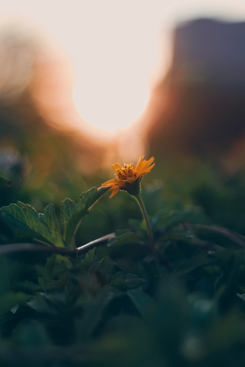 growth, leaf, plant, close-up, nature, fragility, sky, beauty in nature, malé, plant part, flower, green color, sunset, selective focus, sunlight, day