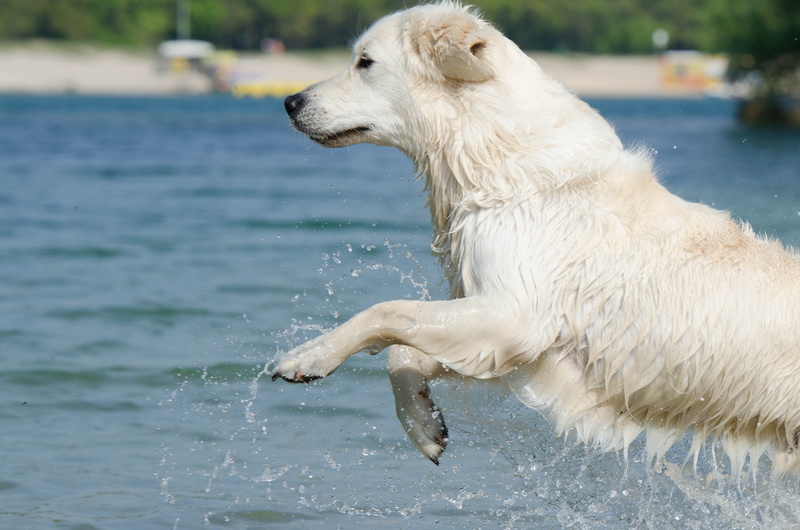 one animal, pets, canine, motion, animal themes, beach, sun, nature, retriever, profile view, golden, mammal, animal, body, wet, sea, dog, artificial, jump into the water