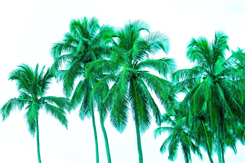 tranquility, palm tree, plant, cut out, nature, tall - high, beauty in nature, outdoors, palmtree, sky, tree, green color, growth, tropical tree, coqueiro