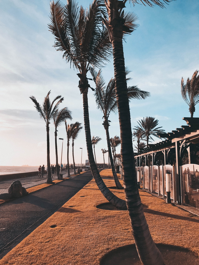tree, scenics - nature, treelined, street, sky, beauty in nature, sea, palm tree, nature, land, shadow, tree trunk, sunlight, 4K, trees, cloud - sky, tranquil scene