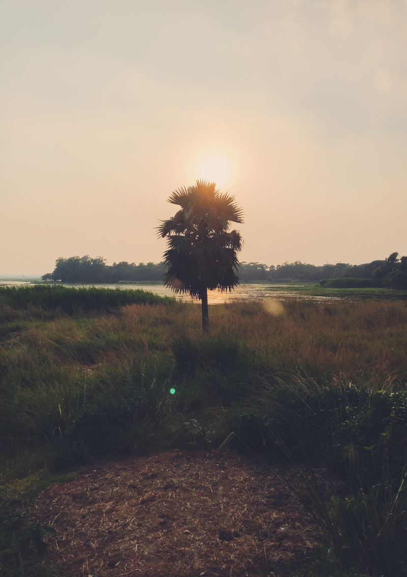outdoors, field, plant, tree, nature, rural, tranquil scene, minimal, grass, non-urban scene, landscape, sky, growth, no people, sunrise, sunset, 4K, land