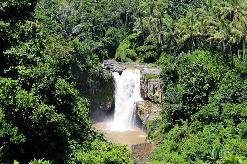 foliage, palmtrees, beauty in nature, tranquil scene, waterfall, flowing water, land, power in nature, no people, ubud, nature, outdoors, scenics - nature