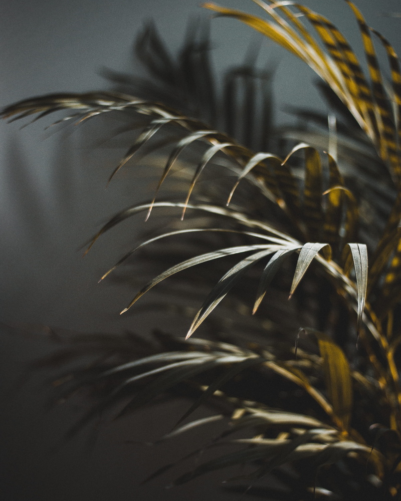 tree, beauty In Nature, palm, plant, seed, yellow, growth, palmtree, summer, no People, palm Tree, nature, leaf, outdoors, closeup, green, sunlight, macro