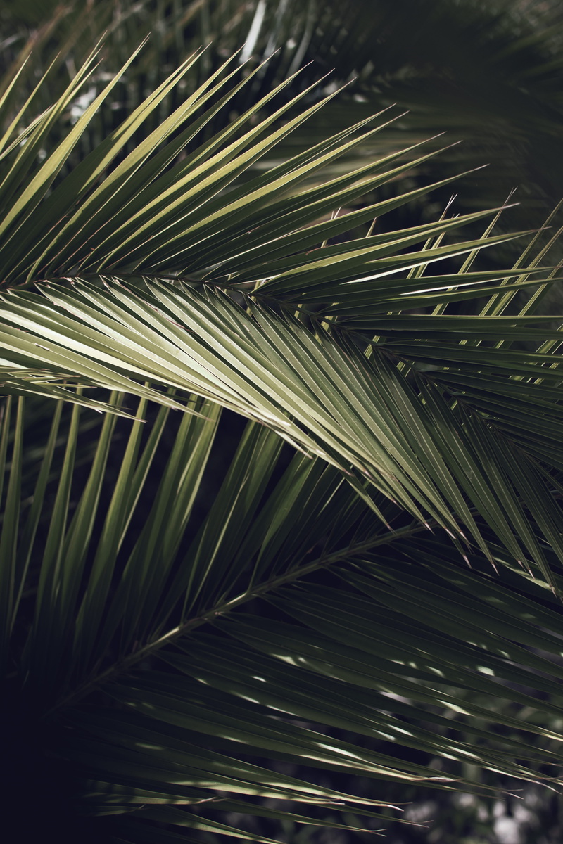 plant, backgrounds, flare, natural pattern, freshness, light, nature, beauty in nature, vegetation, close-up, agavaceae, no people, tropical, arecaceae