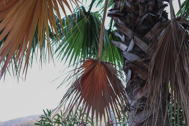 green color, colours, palm tree, plant part, low angle view, tropical climate, 4K, focus on foreground, day, palm leaf, growth, tropical tree, tranquility