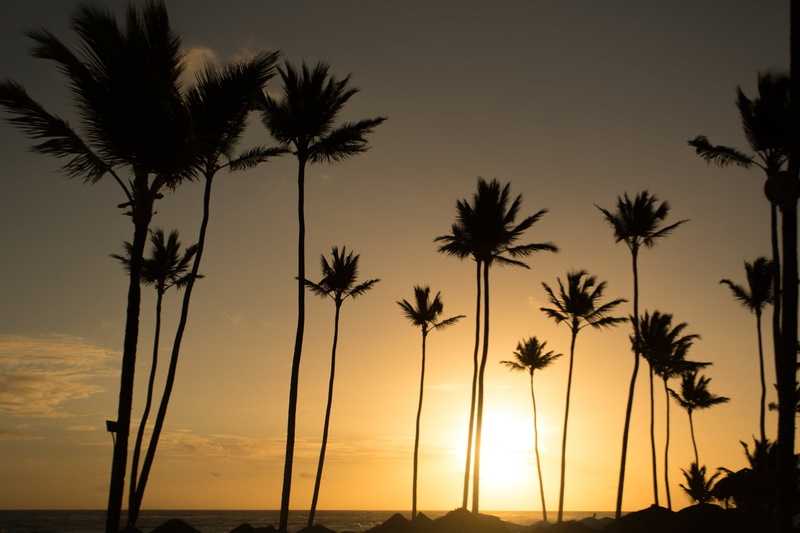 tranquil scene, palm leaf, low angle view, Beaches, Trip, palmtrees, sunny, beauty in nature, Water, tranquility, plant, scenics - nature, sunset, Summer