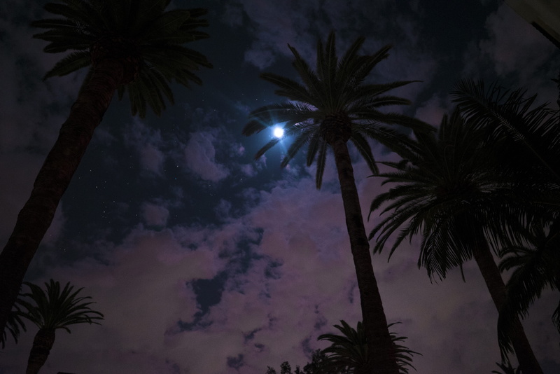 stars, low angle view, tropical tree, palm, tree trunk, palmtrees, tranquil scene, losangeles, united states, no people, palm tree, nature, tree, sky, galaxy