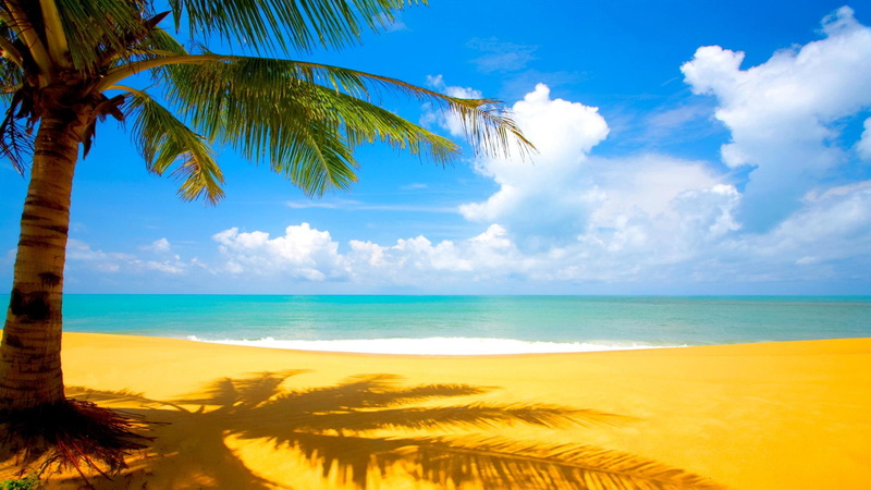 day, yellow, green, ocean, photo, near, nature, tree, blue, seashore, sand, beauty, beach, palm, palmtree, perfect, clouds, white, 1080P, vacation, water