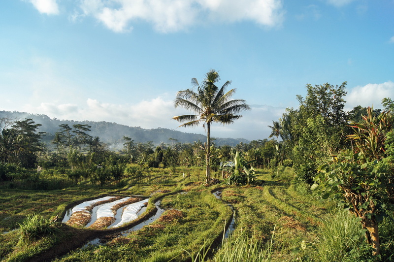 coconut palm tree, landscape, tropical climate, tranquil scene, environment, agriculture, field, day, tranquility, plant, growth, scenics - nature, beauty in nature