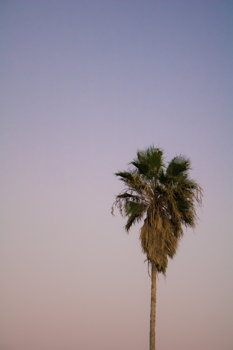 purple, 5K, israel, beach, pink, tree, tall - high, tropical climate, gradient, plant, sunrise, shade, trunk, outdoors, tropical tree, beauty in nature