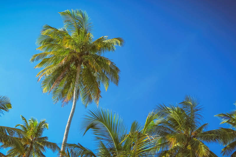 growth, palm leaf, tropical climate, clear sky, directly below, tranquility, vacation, relax, holliday, coconut, outdoors, brasil, green color, scenics - nature