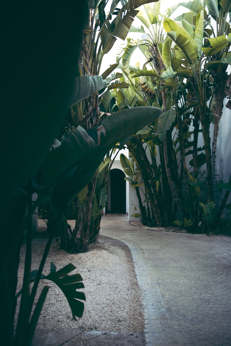 street, seat, beauty in nature, walkway, palmtrees, footpath, built structure, plant, urban, nature, building, porch, human, road, growth, path, bunker