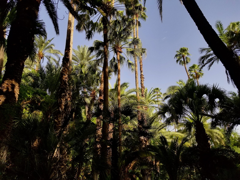 ysl garden, tranquil scene, beauty in nature, summer, palm tree, samsung s8, growth, plant, marrakesh, land, samsung, villa dar sabah (prés jardin majorelle) av. yacoub el mansour 40 000 marrakech