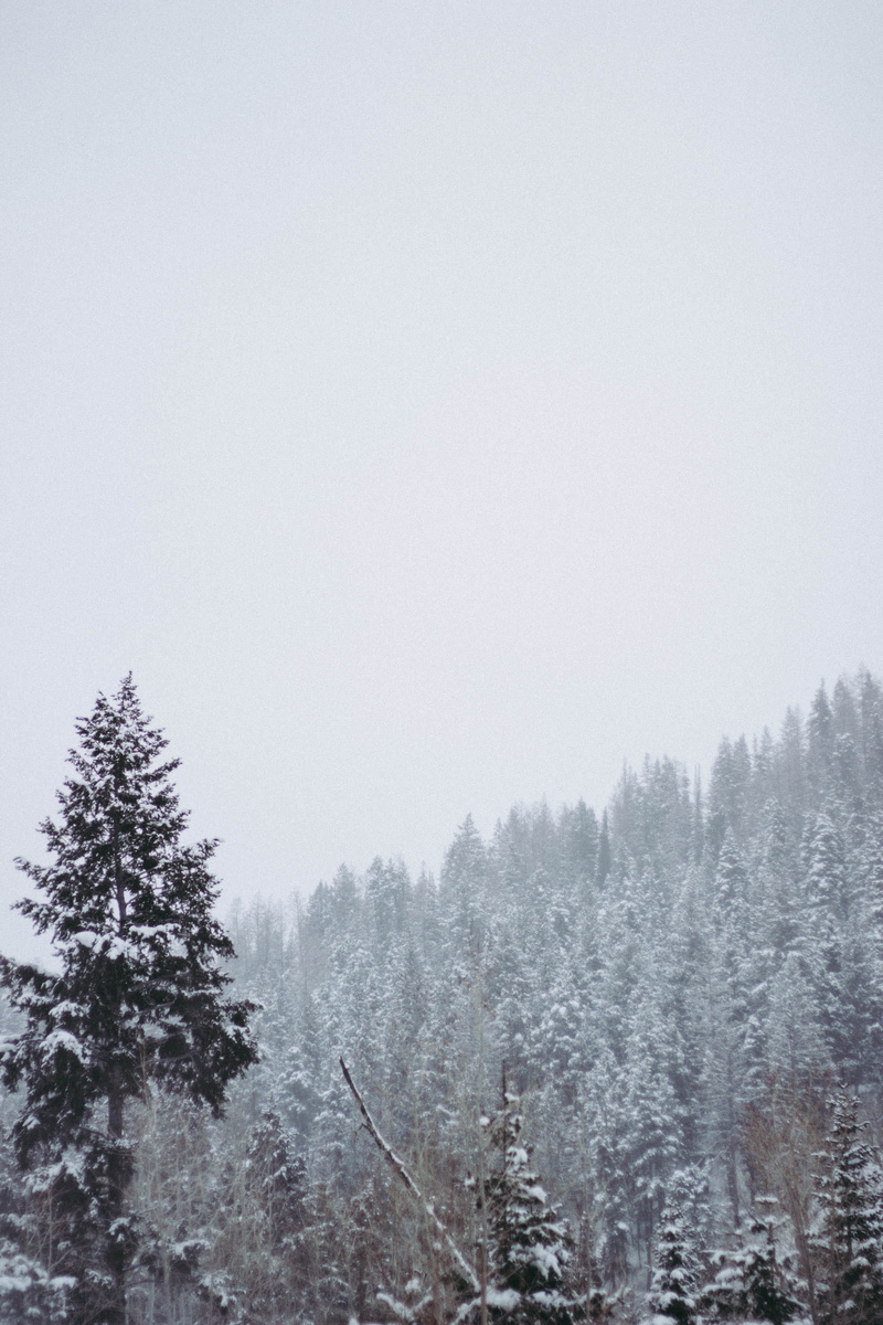 modernoutdoors, cold temperature, nature, canonphotos, sky, fog, tranquility, tree, tranquil scene, scenics - nature, day, 4K, snowing, coniferous tree