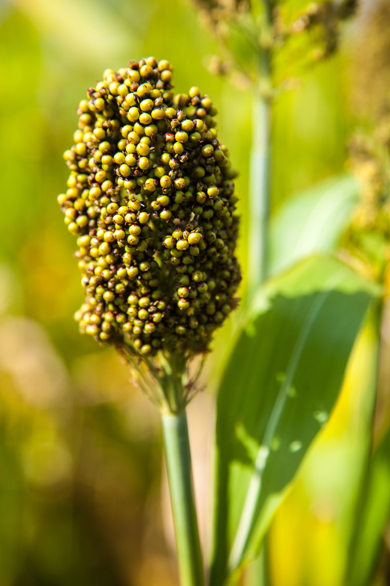 growth, green color, selective focus, nature, produce, flower, 5K, food, no people, blossom, plant part, flowering plant, leaf, #nature, plant, close-up