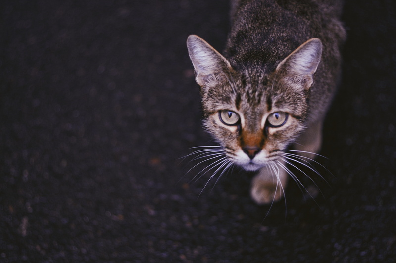 domestic animals, rain, one animal, autumn, portrait, animal body part, vertebrate, water, tabby, looking at camera, alertness, no people, vsco