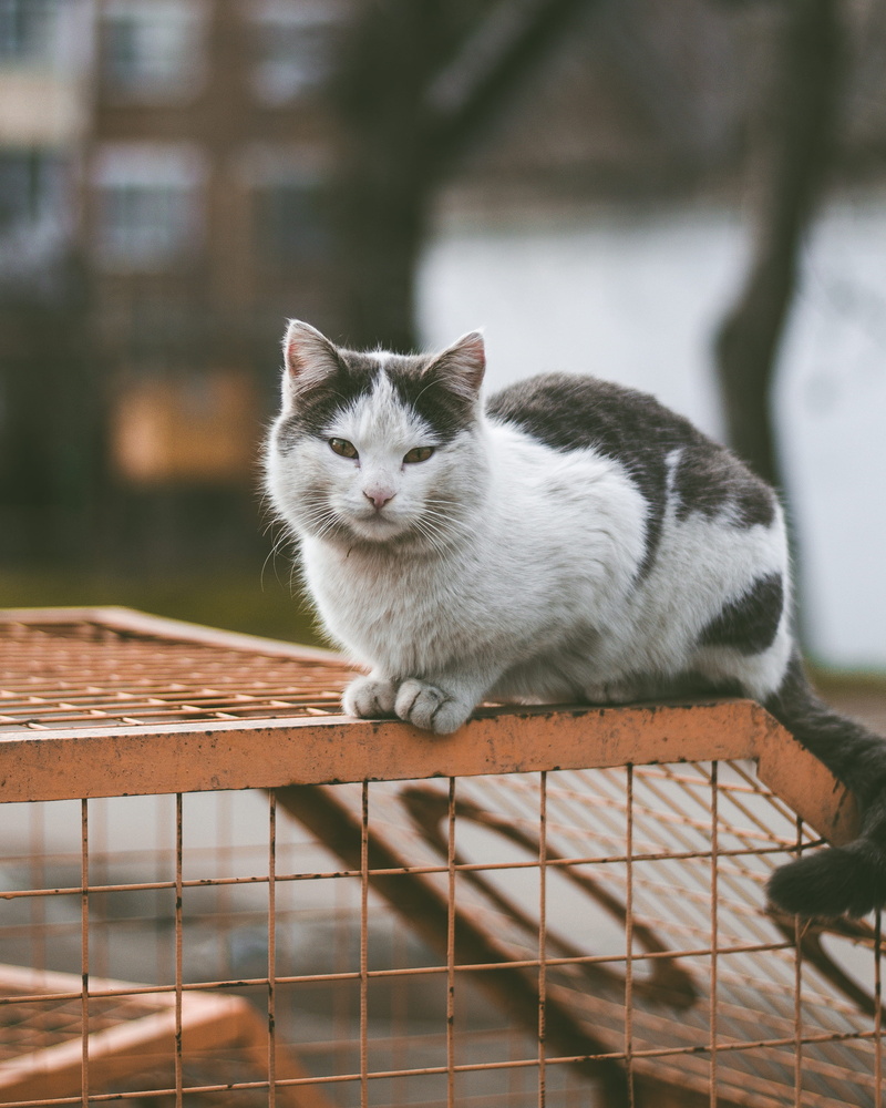 domestic animals, streetphotography, vertebrate, street, pet, no people, white color, cage, whisker, white, tabby, feline, fur, cute background