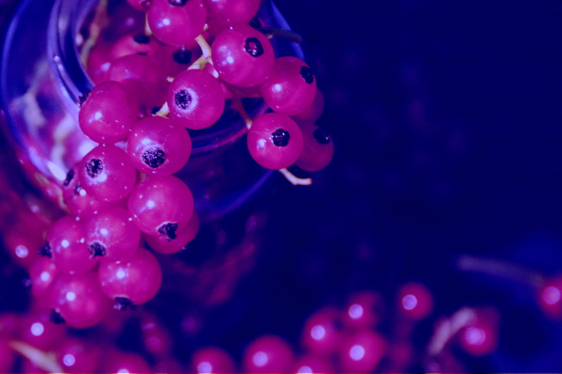 indoors, pink color, 2K, red, animal, animals in the wild, poland, animal themes, close-up, nature, food, invertebrate, foodphotography, underwater, blue
