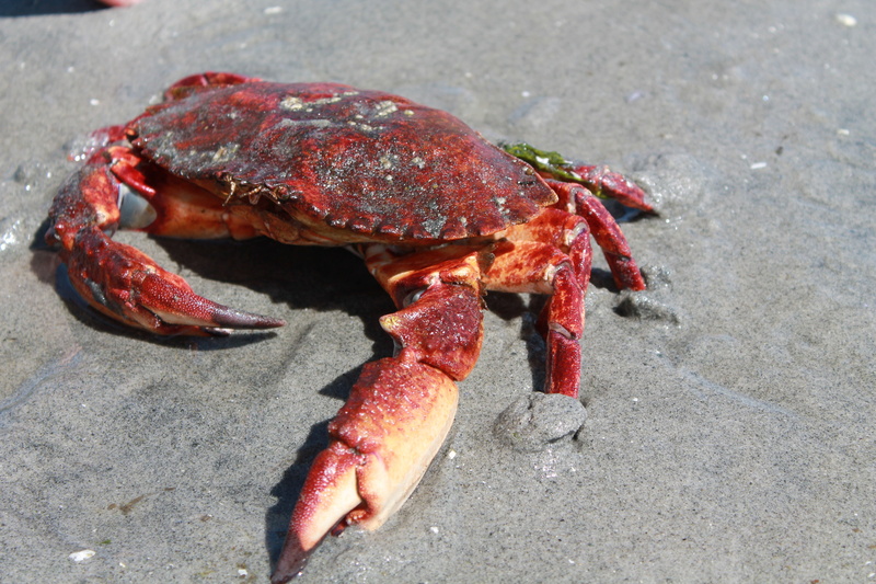 crab, animal, food and drink, red, one animal, no people, land, crustacean, marine, claw, animal wildlife, sea life, outdoors, close-up, animal themes