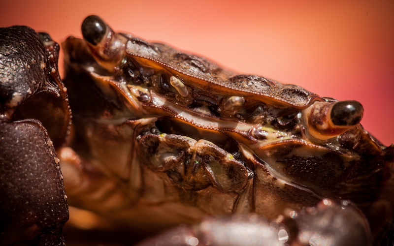 crabs, 2K, animals