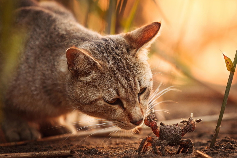 animal themes, outdoors, animals, 1080P, pets, domestic, animal wildlife, nature, animal body part, rodent, animal head, focus on foreground, animals in the wild