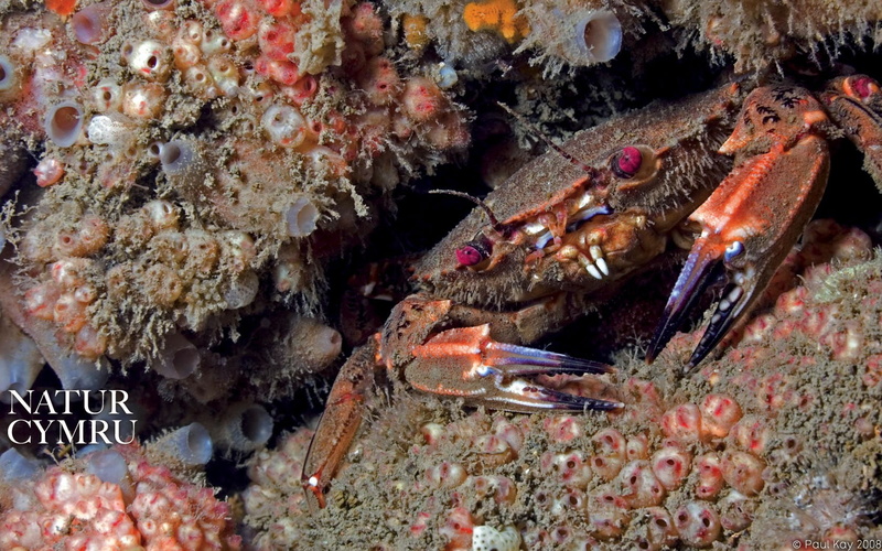 indoors, no people, 720P, nature, high angle view, undersea, animal themes, fish, animals in the wild, close-up, sea, marine, underwater, food, water
