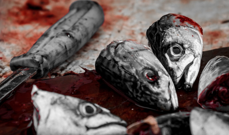 close-up, saltwater, meat, knife, raw food, wellbeing, fish market, eye, retail, head, sea, fish, no people, food, fishing, for sale, indoors, still life