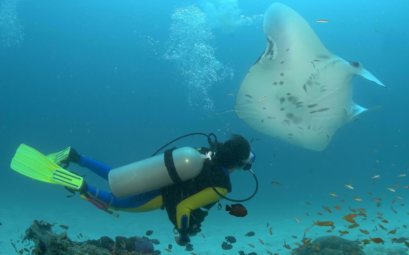 oceanlife, 1080P, people, underwater, animals, 3d and abstract, manta, ocean, ray