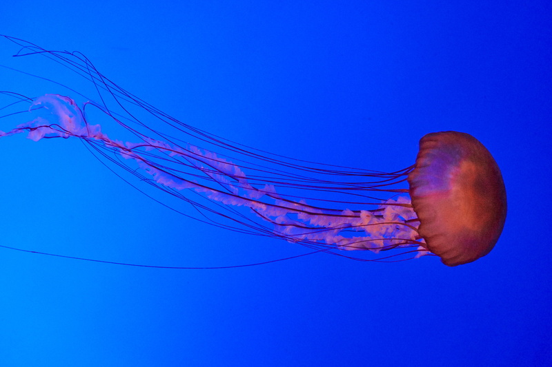 group of animals, floating, animal themes, no people, swimming, sting, sealife, marine, undersea, red, danger, 5K, flowing, drift, floating on water, underwater