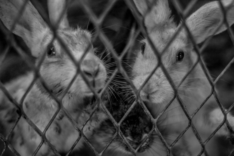 cage, domestic animals, close-up, bnw, emotion, hare, animals, mammal, animal, snout, fence, looking at camera, no people, one animal, animals in captivity