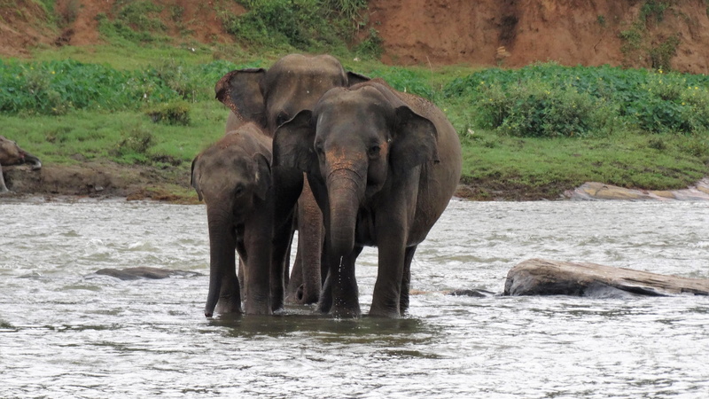 animal themes, animal trunk, safari, group of animals, african elephant, vertebrate, nature, herbivorous, tree, outdoors, day, srilanka, water, animal family