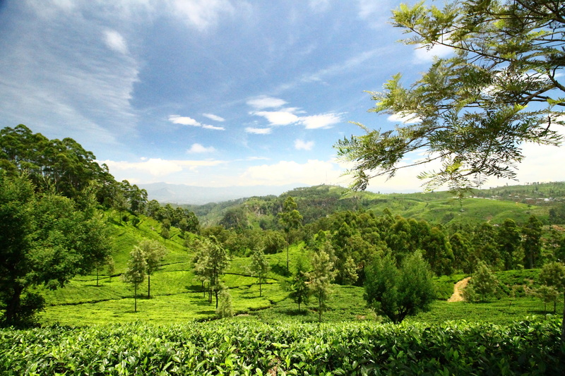 explore, scenics - nature, plant, sky, landscape, green, 4K, cloud - sky, outdoors, neverstop, land, the, non-urban scene, idyllic, beauty in nature, srilanka