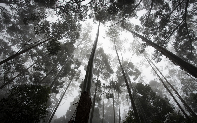 day, tall - high, photography, bamboo - plant, streaming, nature, forest, non-urban scene, trees, blackandwhite, tree, land, beauty in nature, growth, perspective